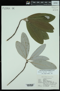 Magnolia virginiana var. australis image