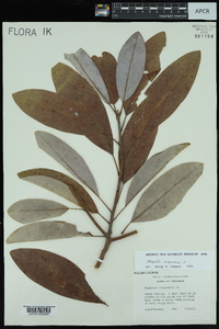 Magnolia virginiana var. australis image