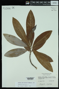 Magnolia virginiana var. australis image