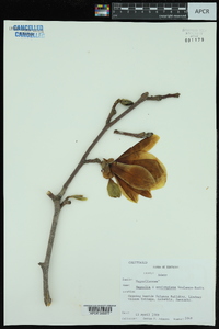 Magnolia x soulangiana image