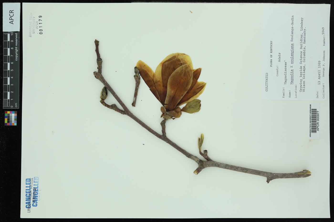 Magnolia x soulangiana image