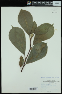 Magnolia soulangeana image