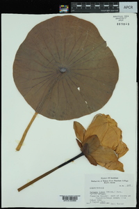 Nelumbo lutea image