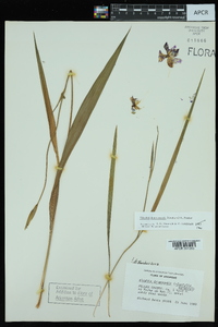 Alophia drummondii image