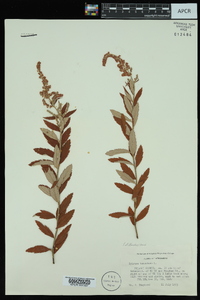 Spiraea tomentosa image