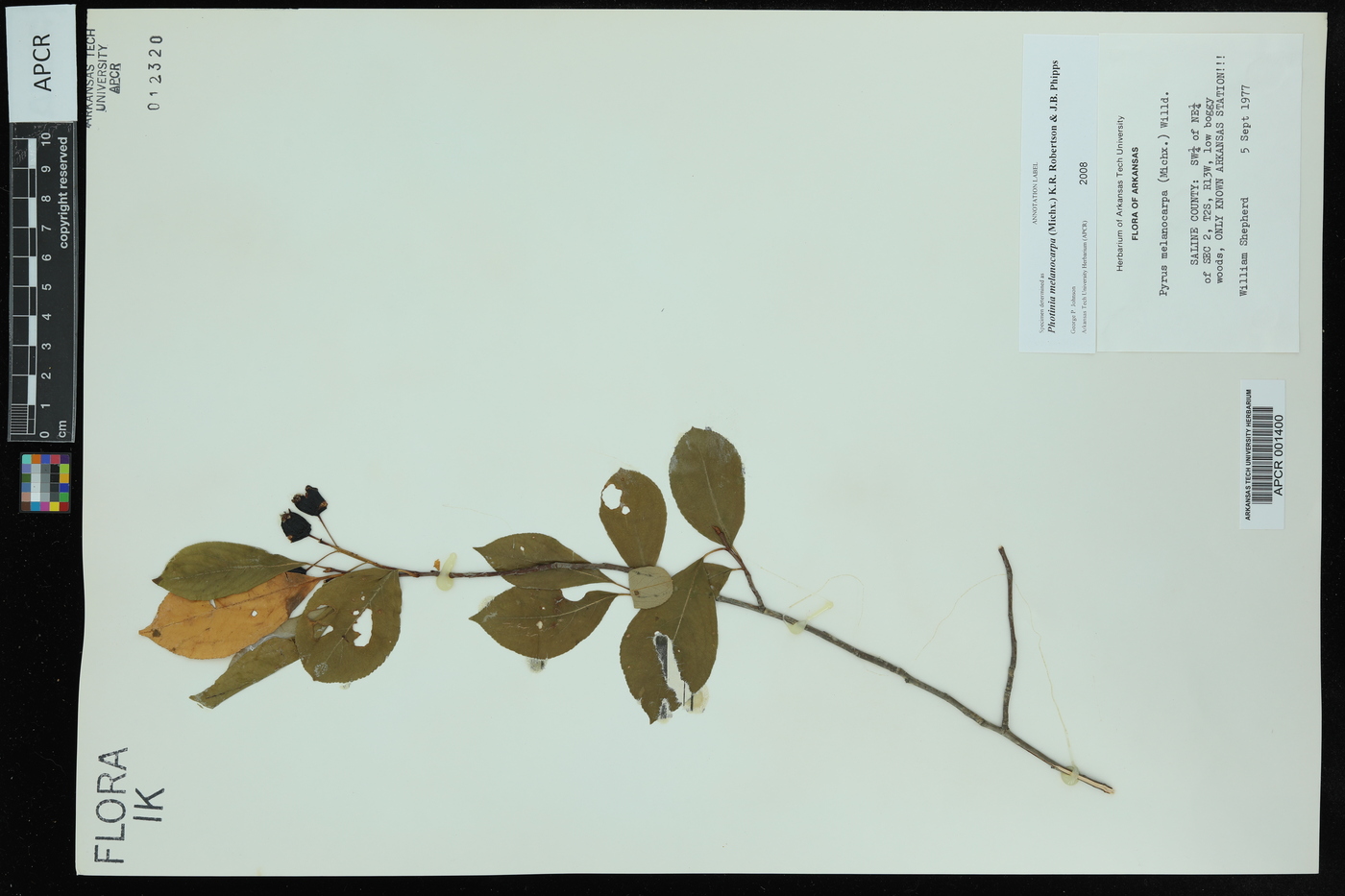 Photinia melanocarpa image