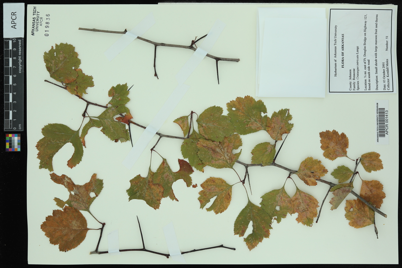 Crataegus intricata image