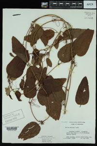 Smilax walteri image