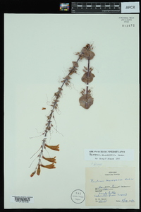 Penstemon murrayanus image