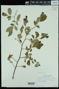 Styrax americanus image