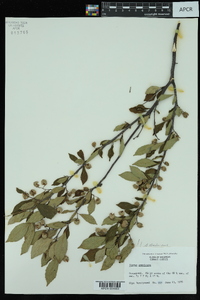 Styrax americanus image