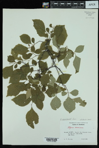 Styrax americanus var. pulverulentus image