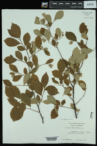 Styrax americanus var. pulverulentus image