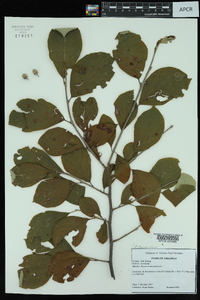 Styrax americanus var. pulverulentus image