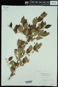 Styrax americanus image