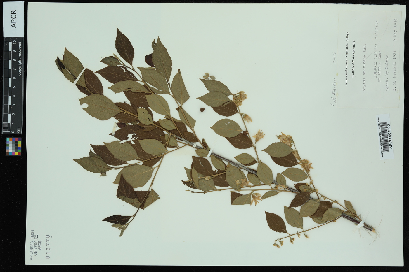 Styrax americanus image