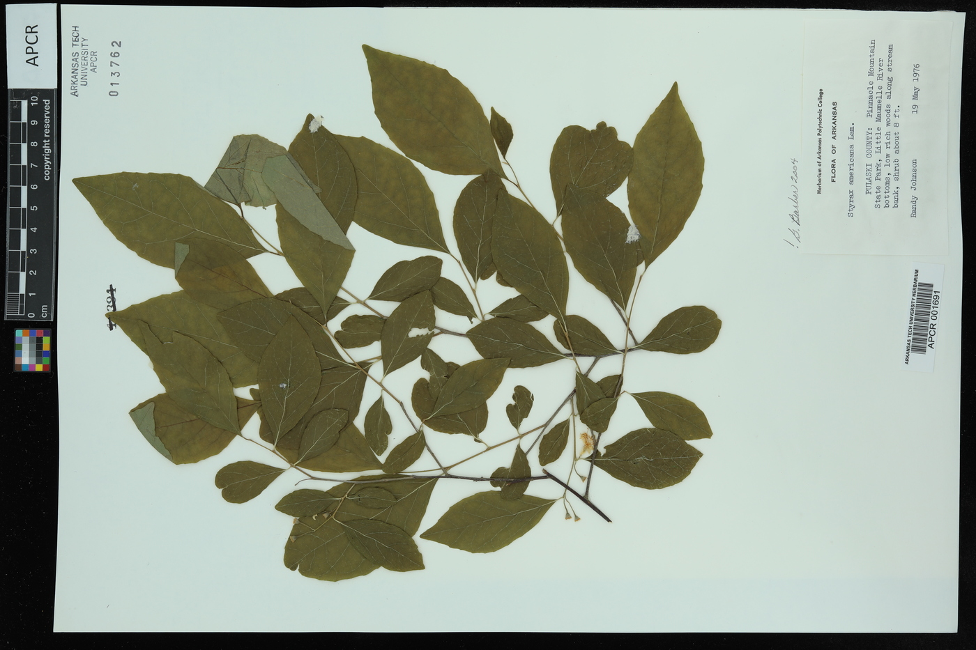 Styrax americanus image