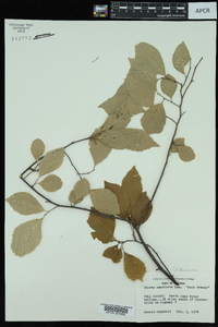 Styrax americanus var. pulverulentus image