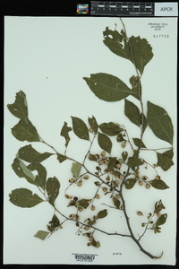 Styrax americanus var. pulverulentus image