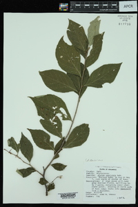 Styrax americanus var. pulverulentus image