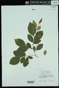 Styrax americanus image