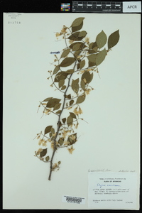 Styrax americanus image