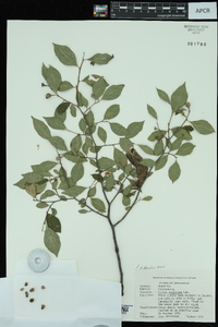 Styrax americanus var. pulverulentus image