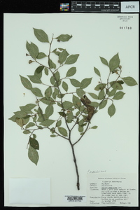 Styrax americanus image