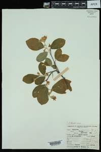 Styrax americanus image