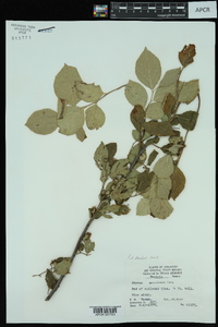 Styrax americanus var. pulverulentus image