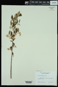 Styrax americanus image