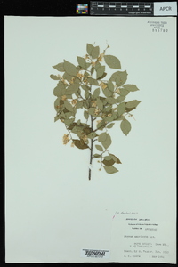 Styrax americanus image