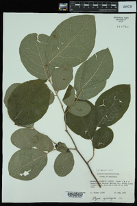 Styrax grandifolius image