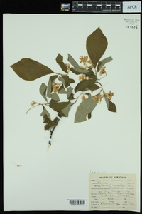 Styrax grandifolius image