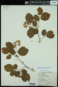 Styrax grandifolius image