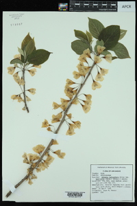 Halesia carolina image