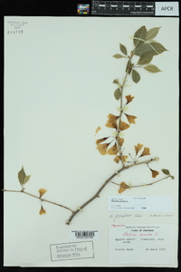 Halesia carolina image