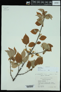 Halesia carolina image