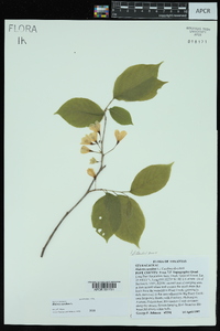 Halesia carolina image