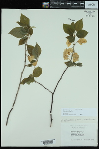 Halesia carolina image