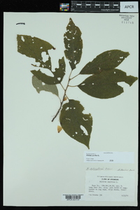 Halesia carolina image