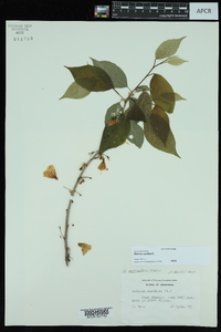 Halesia carolina image