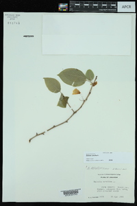 Halesia carolina image