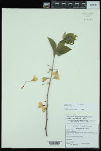 Halesia carolina image