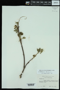 Staphylea trifolia image