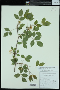 Staphylea trifolia image