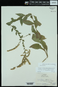 Solidago ulmifolia var. palmeri image