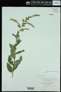 Solidago ulmifolia var. palmeri image