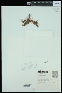 Pilularia americana image