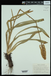 Amianthium muscitoxicum image